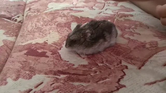 5 способов массажа для хомячка