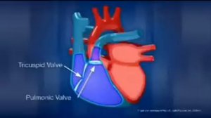 Как работает сердце человека?