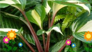 Хоста гибридная Гусберрy Сандэй. Краткий обзор, описание hosta hybridum Gooseberry Sunday