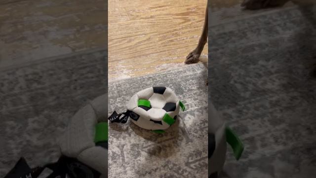 Weimaraner dog gets a soccer ball смотреть онлайн