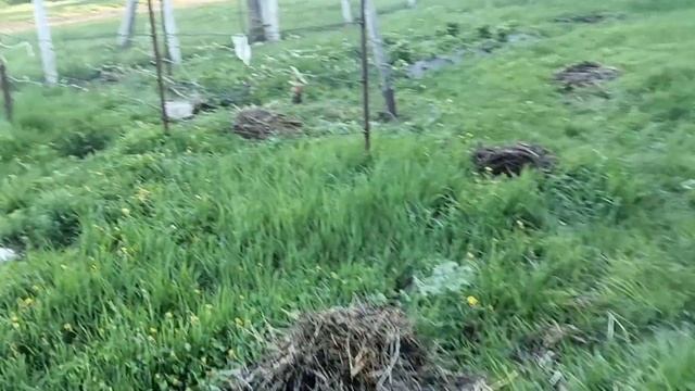Заморозки. Виноградная лоза. Окуривание сада.
