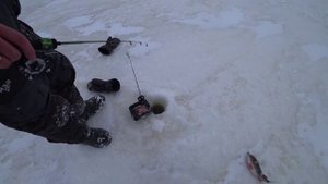 Рыбалка на Рыбинском Водохранилище, Ловля Окуня.