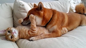 Подборка смешных видео и приколов 139? Лучшие ПРИКОЛЫ 2023