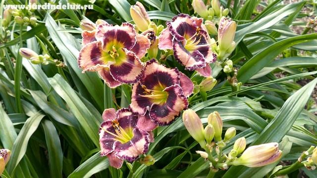 Цветение сортового лилейника BLUEBERRY DREAM в саду www. jardindelux.ru смотреть онлайн