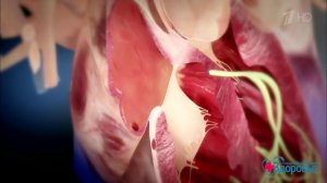 Про сердце с доктором Беленковым. Сердечная мышца. Здоровье. Фрагмент выпуска от 04.06.2017