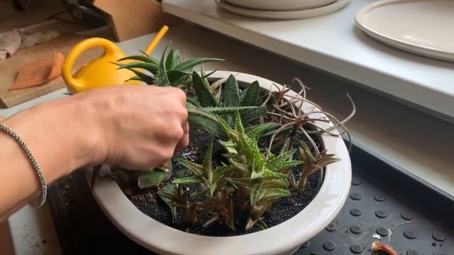 Наводим порядок в цветах на кухне - как я готовила свои мини сады к съемкам. смотреть онлайн