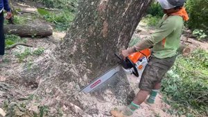 Dangerous leaning tree cutting... STIHL ms 881.