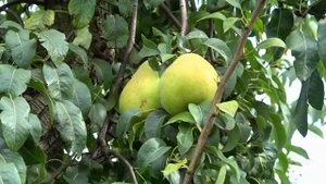 Нетребовательная к условиям произрастания, зимостойкая / Груша КУЧЕРЯНКА