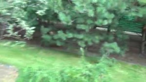 Живая изгородь из ели и сосны