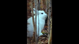 Заяц-беляк "пьёт" воздух The white hare sniffed the air