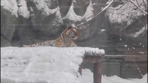 Новосибирский зоопарк: зимняя прогулка!