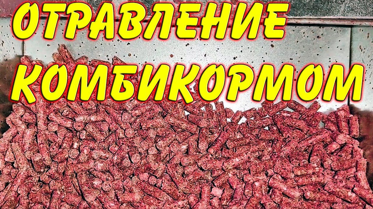Отравление комбикормом
