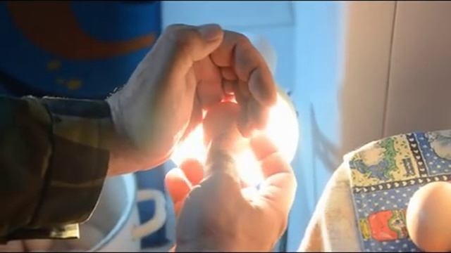 проверка куриных яиц на пригодность во время инкубации смотреть онлайн