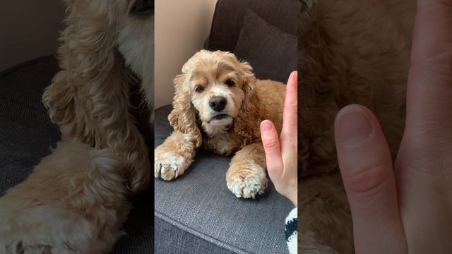 Lucy likes giving a high-five!! 🫸🫷 #cockerspaniel #cute #dog #funny #lovedogs #highfive #dogtricks