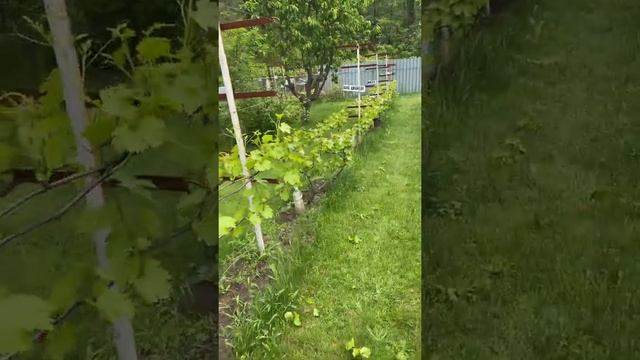 Виноград на даче. смотреть онлайн