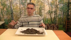 При выращивании хвойных главное грунт.