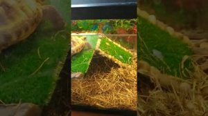 Как нужно правильно ухаживать за черепахами.