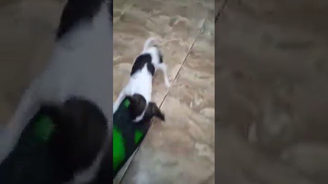 мини микро чихуахуа девочка Оливка, ПРОДАЕТСЯ, Симферополь Крым+79787458062 смотреть онлайн