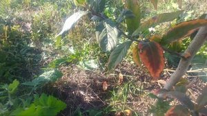 МУШМУЛА  ГЕРМАНСКАЯ СОРТОВАЯ.