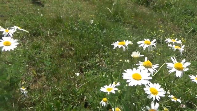 Луговые ромашки смотреть онлайн