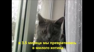 История маленького больного котенка со счастливым концом.