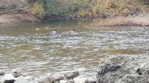 Река Псекупс