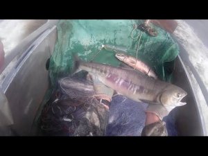 Рыбалка сетями. Ловля Кеты, на Амуре напловной  сетью  2016, Fishing for salmon in the Amur network
