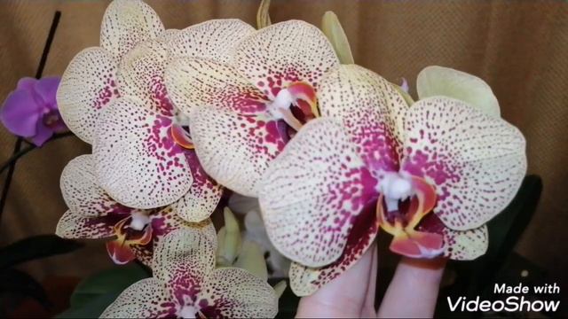 Цветение орхидей июль 2019! смотреть онлайн