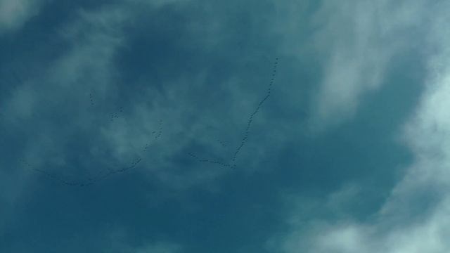 Летят журавли... 10.05.2023 Тверская обл., Калязинский р - н смотреть онлайн