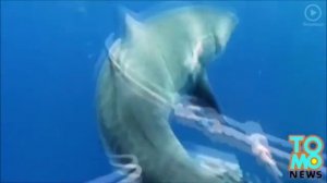 УЖАС - Акулы съели кита заживо!