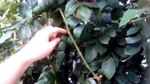 Что делать с листьями ?на розах осенью?? Обрывать их или оставлять на кусте? Давайте разберемся!