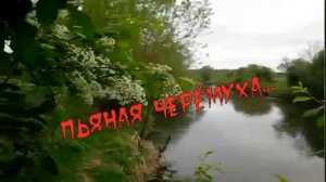 Александр Брылёв-Пьяная черёмуха.mp4