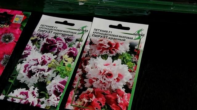 Правильно и в срок сеем семена цветов на рассаду