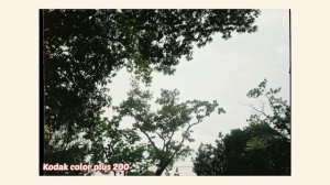 Kodak gold vs Kodak color plus 200