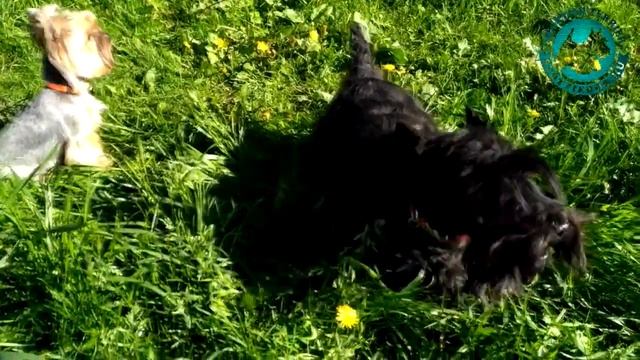 Шотландский (скотч) терьер поёт)
