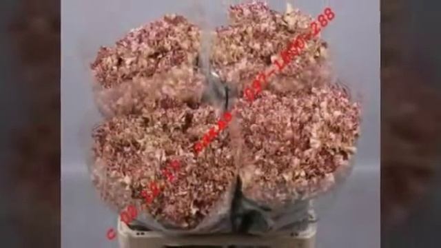 Цветы из Голландии смотреть онлайн