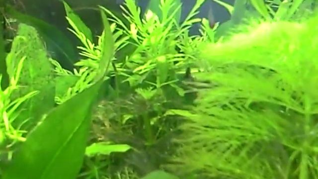 Black Phantom Tetra Courting!! смотреть онлайн