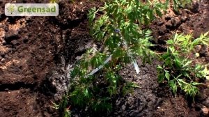Посадка японского клёна, уход за японским кленом