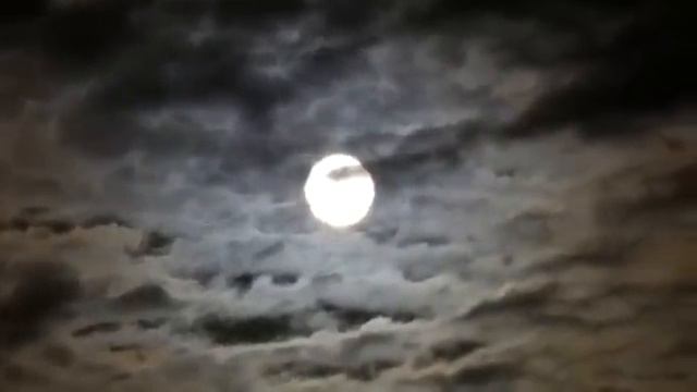 Róża Jerychońska, Jerycha, ZMARTWYCHWSTANKA, Resurrection plant (Selaginella) смотреть онлайн