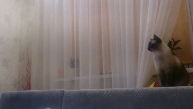 Кошка Дэйзи любит водную гимнастику)) болеет за наших)) смотреть онлайн