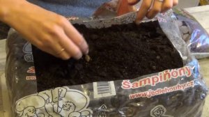 Шампиньоны. Начало.