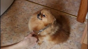 Купаем,стрижем,обрезаем когти.Уход за померанским шпицем.