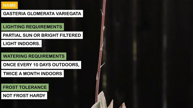 Gasteria glomerata variegata смотреть онлайн