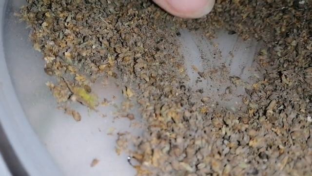 Сбор семян мяты смотреть онлайн