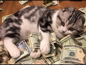 ? Коты - оберег от всех проблем! ? Приколы с котами и собаками 2022 #36