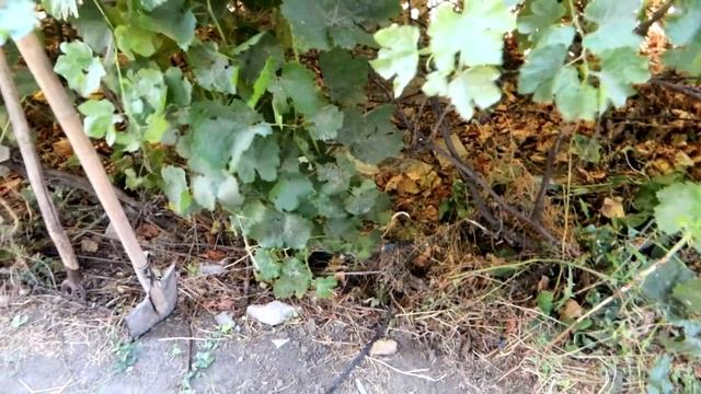 vlog ? Наш участок у ДОМА /Вырвали первый зуб / ставим мойку смотреть онлайн