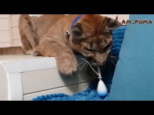 Маленькая игрушка от Bobcat TV для большой пумы Месси
