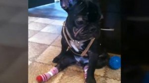 Восстановление французского бульдога