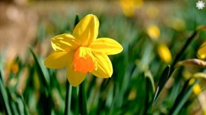 4K Video Beautiful Daffodils | Relaxing Music #relaxingmusic