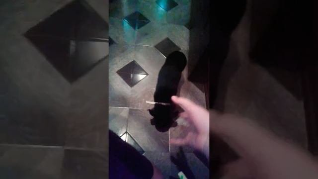 Канал " Смешные видюхи-от Нэлюхи"прикол собака маленькой породы чихуахуа ест домашние солёные огурц смотреть онлайн